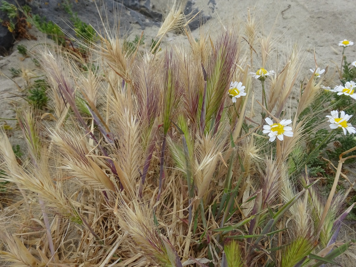 Hordeum marinum (Poaceae)